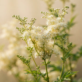 Coumarin (Sweet Clover)